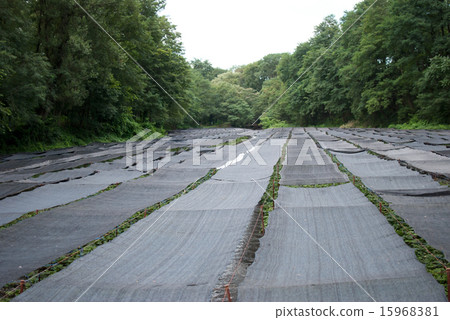 Daio Wasabi Farm 15968381