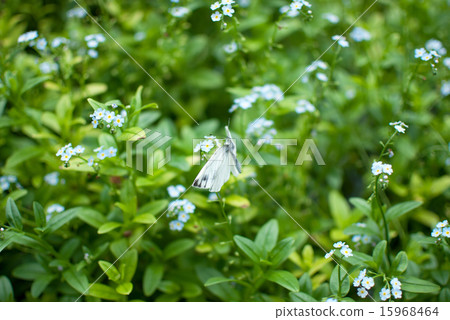 Wasenagsa (blue) 15968464