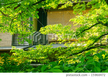 京都祗園白川的初夏 15968472