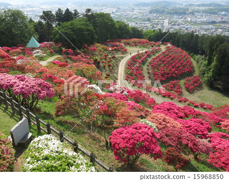 Spring Kasama azalea park where azalea blooms (view from the observation deck) Spring Kasama azalea park where azalea blooms (view from the observation deck) 15968850
