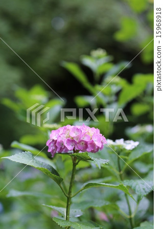 Hydrangea hydrangea 15968918