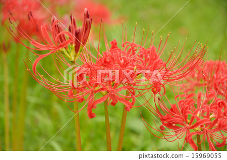 群集孤挺花 群集孤挺花 15969055