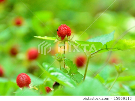 Hevietichigo的紅色果子 15969113