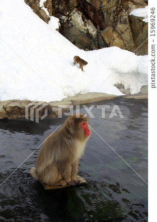 Monkey and snowy background Monkey and snowy background 15969246