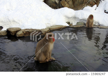 Monkey and snowy background 15969247