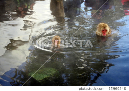Parent and child of a monkey entering a hot spring (hot spring image) Parent and child of a monkey entering a hot spring (hot spring image) 15969248