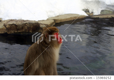 猴子和雪背景 15969252