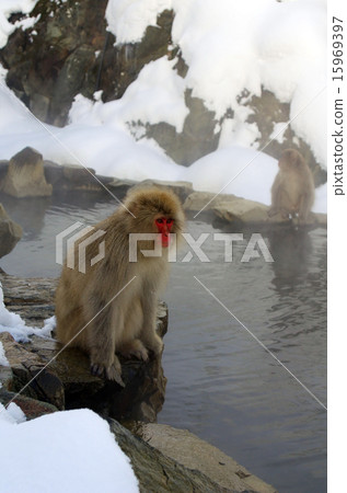 Monkey sitting in front of open-air bath and snowy background Monkey sitting in front of open-air bath and snowy background 15969397