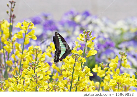 Rape flowers and butterflies 15969858