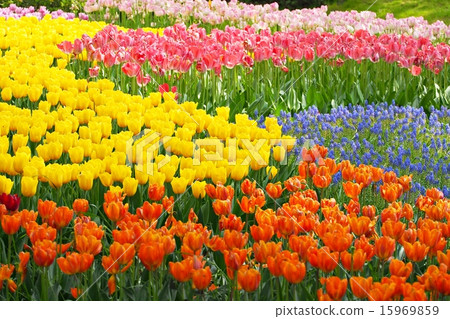 鬱金香花園第1部分 15969859