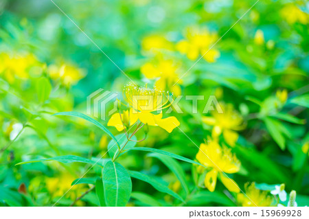 Beauty willow 15969928