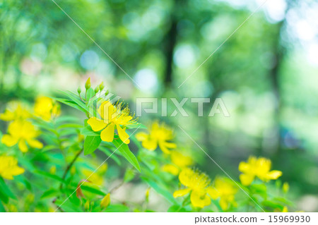 Beauty willow 15969930