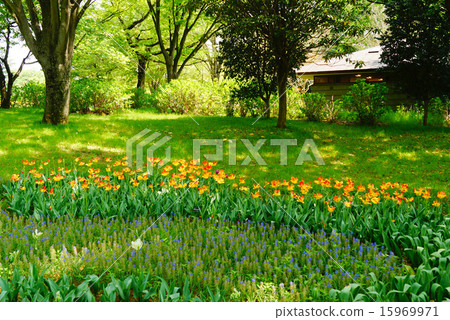 昭和紀念公園 15969971