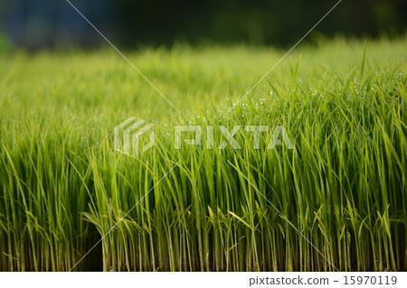 Nursery bed 15970119