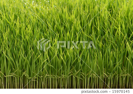 Nursery bed Nursery bed 15970145