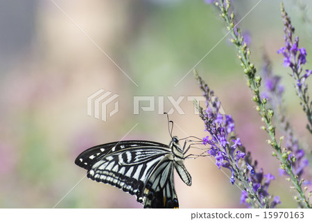 Swallowtail pussy in early summer Swallowtail pussy in early summer 15970163