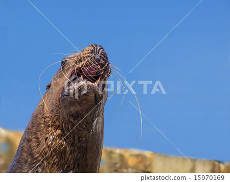 Todo(咆哮) Todo(咆哮) 15970169