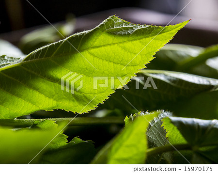 Udo (leaf up) 15970175