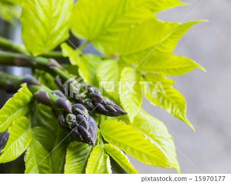 Asparagus and Udo Asparagus and Udo 15970177