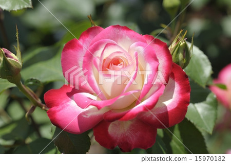 Rose Jubi Les Du Prince de Monaco Rose Jubi Les Du Prince de Monaco 15970182