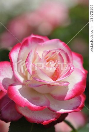 Rose Jubi Les Du Prince de Monaco 15970195