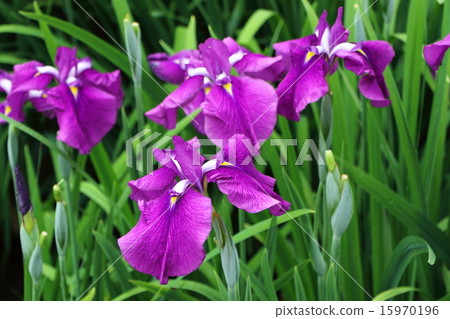 花葫蘆（五月） 15970196