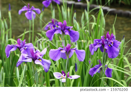 花葫蘆（五月） 15970200