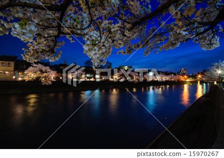 Night view of Kanazawa City main town in spring of cherry blossoms in full bloom 15970267