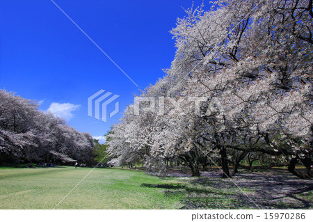 Kinutakoen的櫻花 15970286