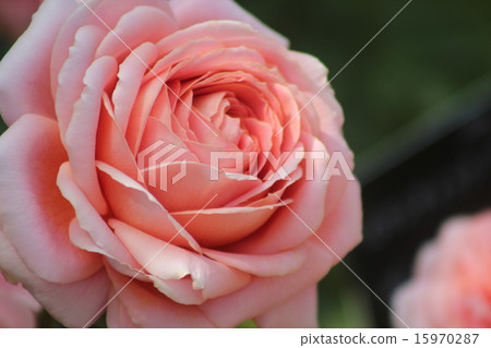 粉紅色的玫瑰 15970287