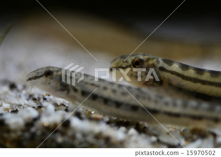 雄鹿甲蟲 15970502