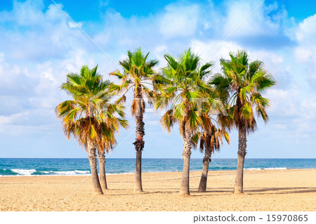 Palm trees grow on empty sandy beach Palm trees grow on empty sandy beach 15970865