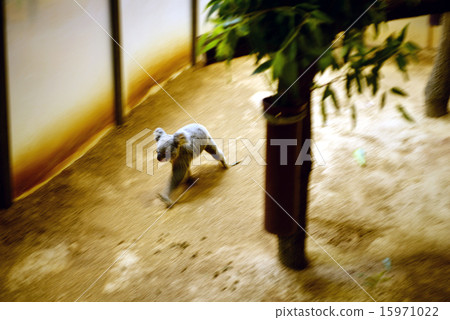 跑考拉 跑考拉 15971022