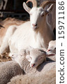 Goats and Sheep Goats and Sheep 15971186