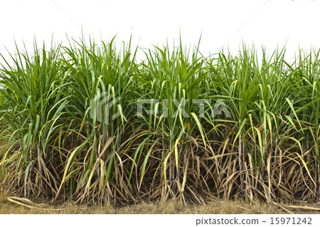 sugar cane sugar cane 15971242