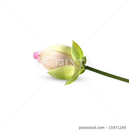 lotus Flower 15971299
