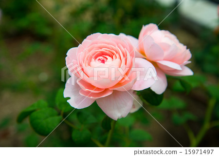 rose	 15971497