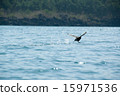 Flying Flying 15971536