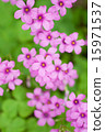 Wildflower Wildflower 15971537