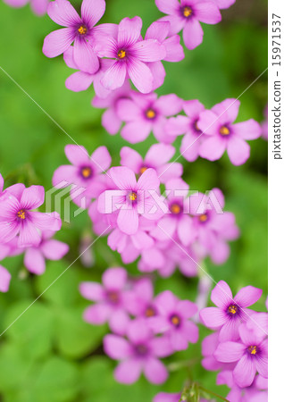 Wildflower Wildflower 15971537