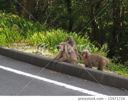 Western Forest Road 15971726
