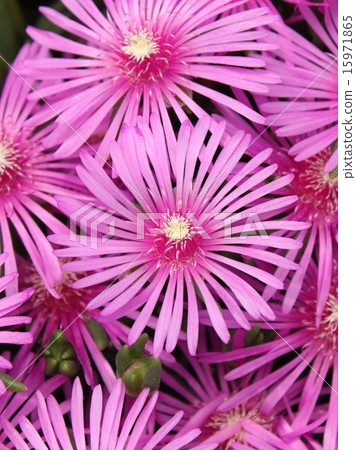 Matsubagiku花 15971865