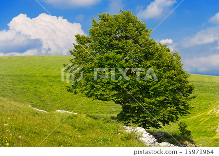Lonely Beech Tree at Spring - Lessinia Italy 15971964