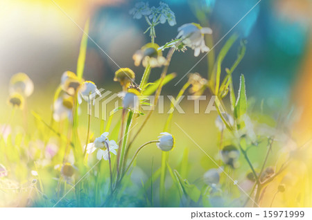Flowers Flowers 15971999