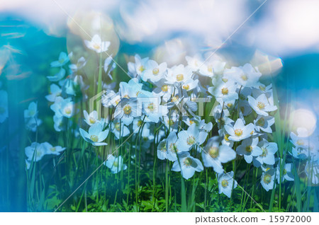 Flowers Flowers 15972000