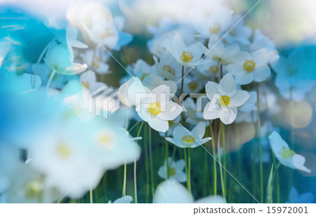 Flowers Flowers 15972001