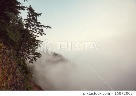 Fog in forest Fog in forest 15972002