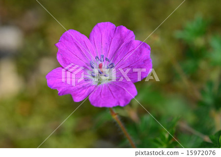 Akebono Furo 15972076