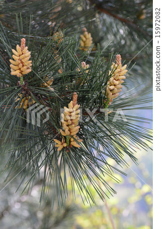 Pinus thunbergii花 15972082