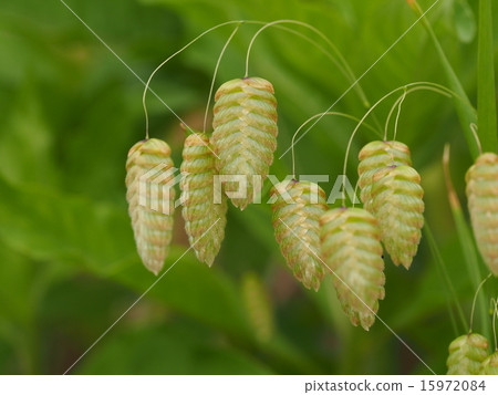 Madder beetle 15972084